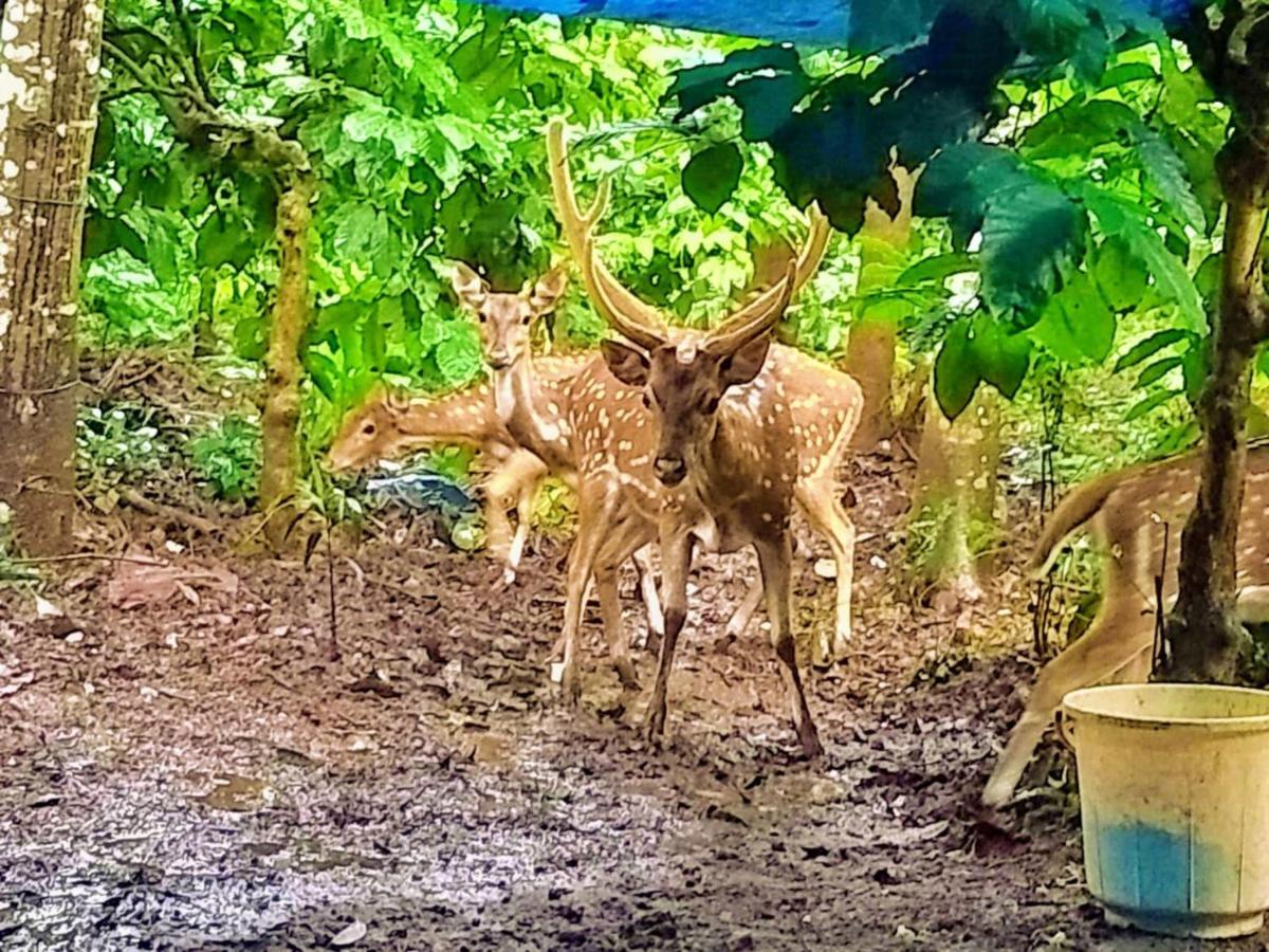 Adrak Mountain Mist Forest Resort Pulpally Ngoại thất bức ảnh